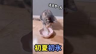 子猫に初めての氷をあげてみたら…【マンチカン】#Shorts