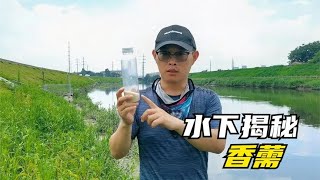 香薷中藥酒釣魚真的有那麽厲害？水下拍攝告訴妳答案，結果很明顯