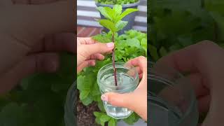 How to grow mint easy way #mint