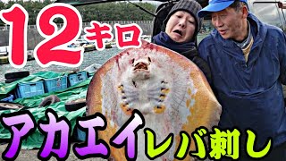 12キロの巨大アカエイ！現役漁師が捌く！！化け物サイズの肝を生で食べてみた【前編】