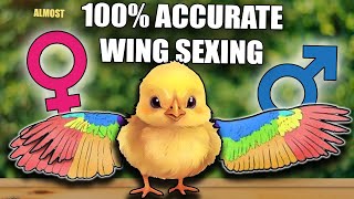 How to SEX baby chicks? - WING SEXING CHICKENS