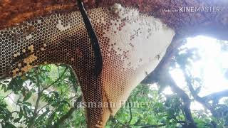 মৌমাছির ভন ভন শব্দ ও টপ টপ করে মধু পরা দেখতে খুবই ভাল লাগে।।