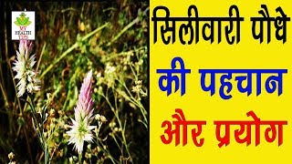 जंगली जड़ी बूटी शितिवारक के अद्भुत और चमत्कारी फायदे // Celosia Argentea