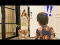 Baby and Dog’s Hilarious Response Seeing Giraffe for the First Time!