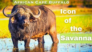 The African Cape Buffalo: The Most Dangerous Animal in Africa?