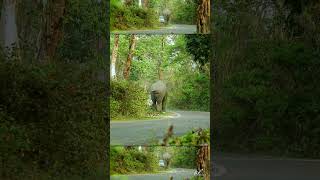 Asian bull elephant attack forest department staff in Buxa tiger reserve forest | Shorts#38