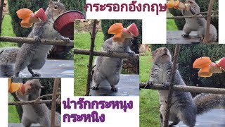 ความน่ารักของกระรอกอังกฤษ #กระรอก #squirrel #เมียฝรั่ง