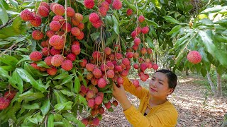 Harvesting Lychee In Homeland - Making Sweet and Lychee Jam - Chettra Cooking