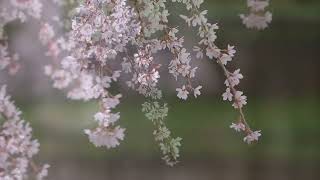 そんなに見つめないで････🌸#枝垂桜 #安養寺 #さくら #映像クリエイター #松本市 #sakura