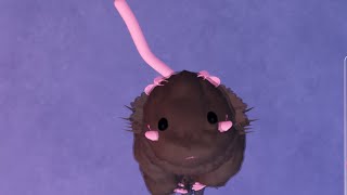 𐙚⋆°｡⋆♡ how to make a SUPER cute mouse / rat in dti ! 𐙚⋆°｡⋆♡