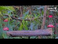 Panama Fruit Feeder Cam at Canopy Lodge powered by EXPLORE.org