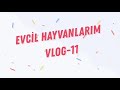 evcil hayvanlarım vlog 11