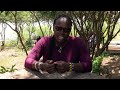 Main Music Africa At Dunga Hill Camp Kisumu Kenya. ( Addah Iminza )