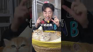 猫咪找家长 金渐层 小奶猫 又骗我养猫 英短金渐层