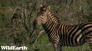 WildEarth - Sunrise  Safari - 01 Dec 2022