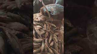 Amazing small size tengra fish cutting skills #youtube #fishcuting #fish #fishcuttingskill #shorts