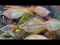 rainbow fish melanotaenia splendida