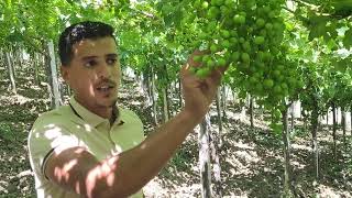 برنامج تسميد العنب 🌿🍇( صنف ريد ڤلوب) فترة التحجيم هر جوان   ولاية بومدراس 🇩🇿