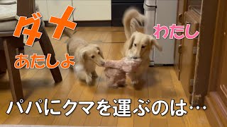 飼い主と遊びたくておもちゃの取り合い…からの大喧嘩【年末年始の帰省②】【ミニチュアダックスフンド】