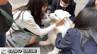 【じぃちゃんサモエド】ボケ・ツッコミ、大騒ぎだよ！神戸南京町　/Samoyed is surrounded by students. Kobe Nankinmachi.