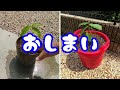 どんぐりが大きくなったので植え替えた話