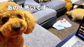 かかあ天下の予感漂う新婚生活…笑【トイプードル】【デカプー】