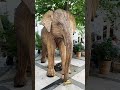 lifelike wooden elephant london 🇬🇧