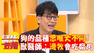 狗的品種思唯大不同！獸醫師：邊牧會吃腐肉充飢！【#醫師好辣】20241221 EP1693 part1