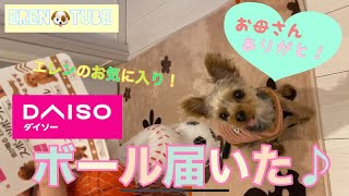 【ダイソー】【Daiso】愛犬大喜び！お気に入り♪わんこおもちゃの１００均ボールを買ってもらった！！