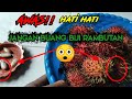 Biji Rambutan untuk obat Diabetes/kencing manis