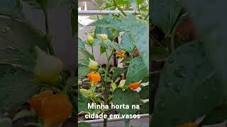 Fiz uma colheita maravilhosa de pimenta biquinho no meu quintal.