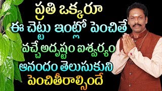 ప్రతిఒక్కరూ ఈచెట్టు ఇంట్లో పెంచితే వచ్చేఅదృష్టం ఐశ్వర్యం ఆనందం తెలుసుకునిపెంచితీరాల్సిందే JKR Jayam