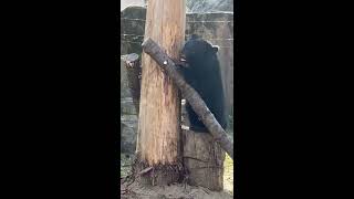 八木山動物公園　ツキノワグマ　アオバ