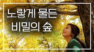 노랗게 물든 비밀의 숲  (2)