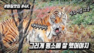 까불다가 결국 오빠에게 귀떼기 잡히고만 천방지축 호랑이 무궁이!! ㅋㅋㅋ #내이럴줄알았다 #우애좋은남매 #4K #화질맛집