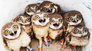 Owl - Cute and Funny Owls 2020 [Funny Pets]