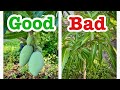 Best and worst Mango varieties of 2025
