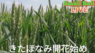 2022/06/09小麦きたほなみ 開花始め