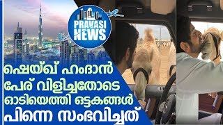 ഷെയ്ഖ് ഹംദാന്‍ പേര് വിളിച്ചതോടെ ഓടിയെത്തി ഒട്ടകങ്ങള്‍ പിന്നെ സംഭവിച്ചത്  I UAE