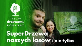 Między Drzewami #7 SuperDrzewa naszych lasów | PODCAST