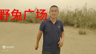 沙漠有草的地方野鸡，野兔特别多，有什么方法！