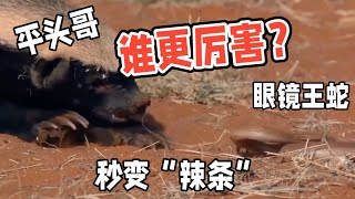 【眼镜王蛇】和平头哥蜜獾究竟谁厉害？