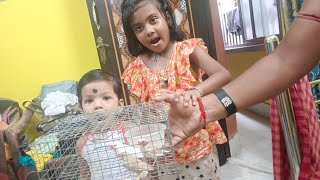 ডোনা র পাখি পোষা Dona r Bird setup