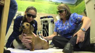 Metzger Animal Hospital Rehab Clinic