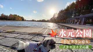 【可愛い犬 シーズー】水元公園のんびりお散歩【おでかけ】