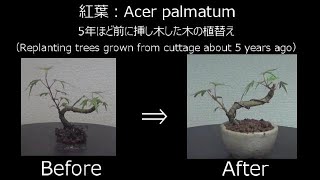 【ミニ盆栽：mini bonsai】紅葉‐6（2020年）:Acer palmatum　剪定　How to Bonsai