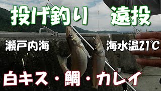 投げ釣り　遠投　良型キス・鯛・カレイが釣れました。