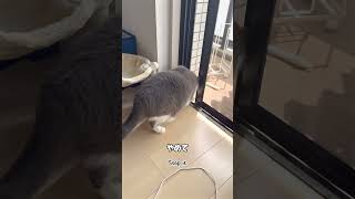 【まるちゃん再び脱走 !? #1 】 #catcutechannel #お出迎えまるちゃん #ハチワレ猫