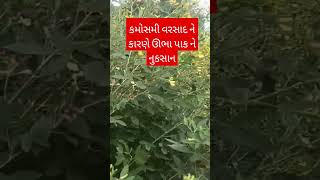 સૌરાષ્ટ્ર માં કમોસમી વરસાદ ને કારણે ઊભા પાક ને નુકસાન.#જૂનાગઢ #સૌરાષ્ટ્ર #ગુજરાત #ખેતીવાડી #farming