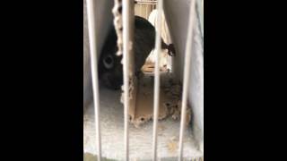 ウロコインコ：チビハルTwitter動画～151